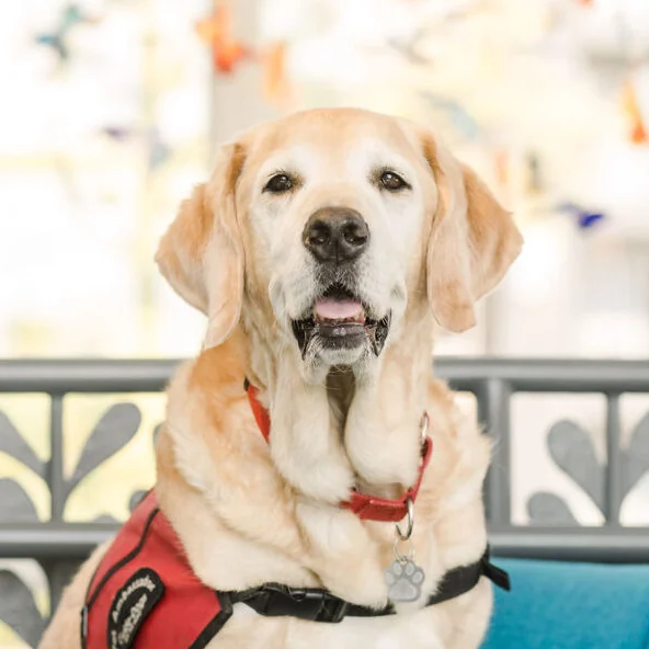 Shiloh, Chief Cheer Officer (Retired)